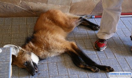 Bombeiros capturam Lobo-guará no Centro de Guaxupé
