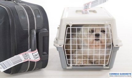 Viagens internacionais com pets aumentam nos meses de férias, saiba qual a documentação necessária