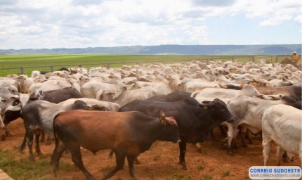 Produtores rurais mineiros devem atualizar dados de rebanhos até o dia 30/6