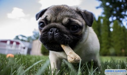 ALERTA: PÁSCOA REQUER CUIDADOS COM OS PETS