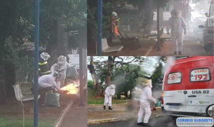 Abelhas atacam moradores em praça de Alfenas