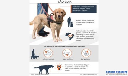 Projeto regulamenta as profissões de treinador de cão-guia e de instrutor de mobilidade