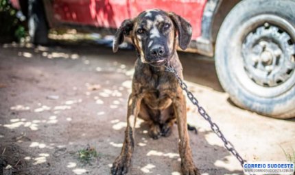Manter animais acorrentados é definido como maus tratos