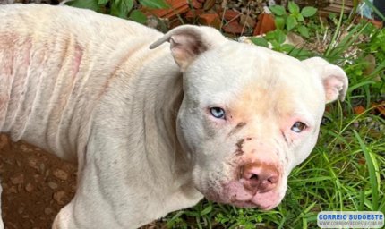 Mais um cão em situação de maus-tratos é salvo pela Polícia Civil de Guaxupé