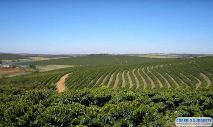 Produção dos Cafés do Brasil da espécie arábica corresponde a 46% da mundial