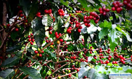 Café arábica registra alta no último dia de agosto