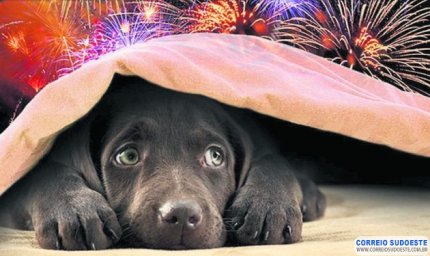 FOGOS DE ARTIFÍCIO: VETERINÁRIO EXPLICA COMO PROTEGER SEU PET DO BARULHO