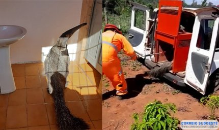 TAMANDUÁ BANDEIRA PRESO EM BANHEIRO