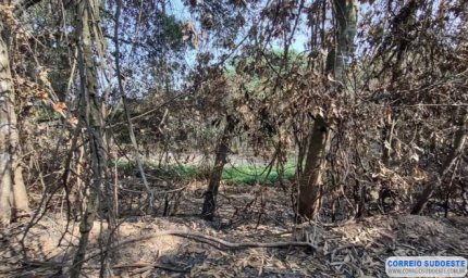 IDOSO É MULTADO EM QUASE R$ 650 MIL POR ATEAR FOGO EM EUCALIPTOS E MATA CILIAR