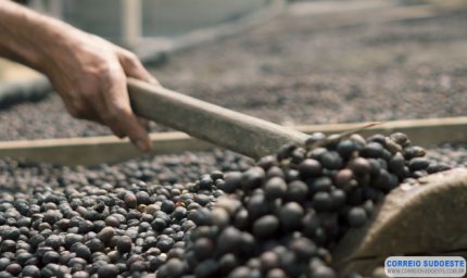 Programa Especialíssimo da Cooxupé bate recorde de recebimento de café em 2022