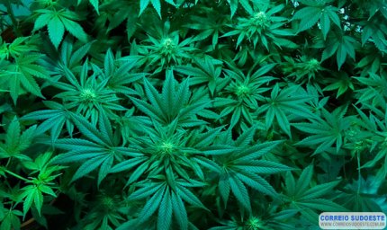 TJMG AUTORIZA PLANTIO DE MACONHA PARA IDOSO