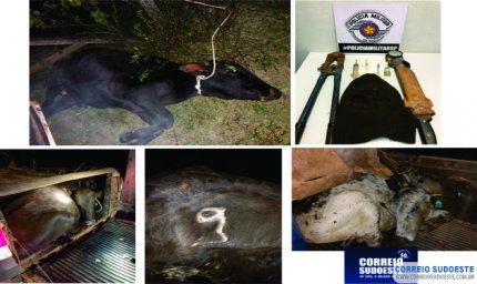 Bois são encontrados dentro de caçamba de veículo e sedados