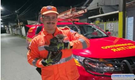 Bombeiros usam ‘miado’ de gato para salvar filhote em bueiro