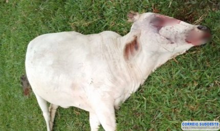 Criminosos abatem vaca em fazenda de Paraíso durante a noite e fogem sem deixar pistas