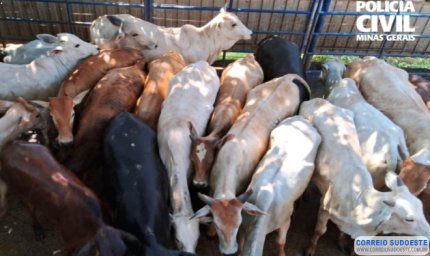 PCMG prende suspeitos de furtos e roubos de gado em cinco cidades