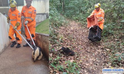 Bombeiros resgatam tamanduá em Arceburgo