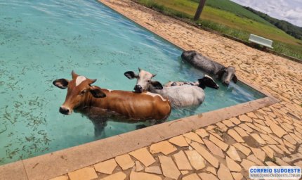 Bombeiros resgatam quatro vacas que caíram em piscina de clube em Alfenas