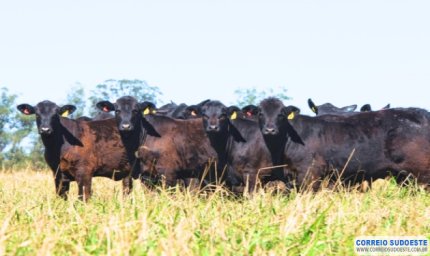 “Caminhos da pecuária competitiva: Dia de Campo e Leilão Virtual Brangus HP” disserta sobre desafios e oportunidades da pecuária nacional