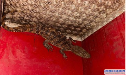 Bombeiros de Passos realizam captura de filhote de jacaré em área urbana