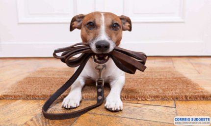 Comissão aprova guarda compartilhada de animal de estimação em caso de separação