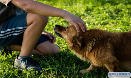ANIMAIS DE ESTIMAÇÃO: CACHORROS ENTENDEM SEUS DONOS, DIZ PESQUISA