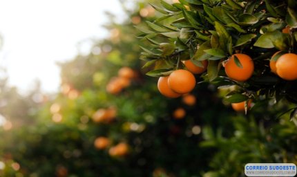 IMA alerta produtores de frutas para praga que afeta plantações de limão, laranja e tangerina