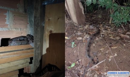 Bombeiros capturam jiboia em quintal de residência em Guaranésia e devolvem animal à natureza