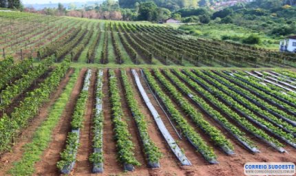Cresce a produção de uva para vinhos finos em Minas Gerais