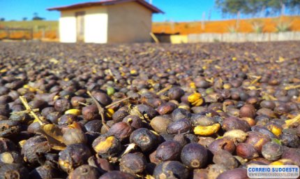 GOLINHOS DE CAFÉ