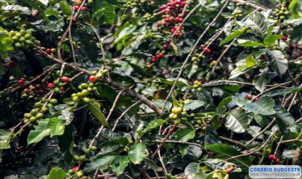 Safra de café deve chegar a 56 milhões de sacas em 2025