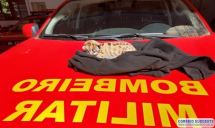 Bombeiros resgatam filhote de onça parda em Monte Belo