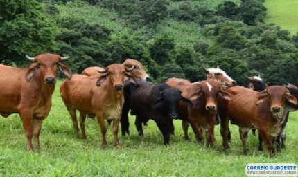 Governo de Minas convoca produtores rurais para atualizarem os dados de animais até 30/6