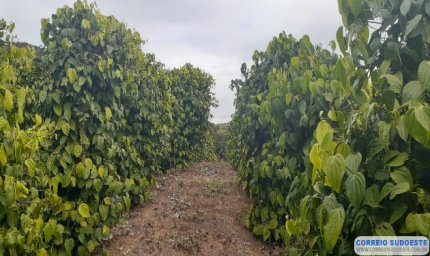 PIMENTA-DO-REINO É CULTIVADA PARA AUMENTAR RENDA DE AGRICULTORES FAMILIARES DE MINAS GERAIS