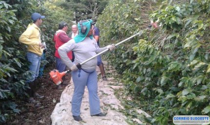 Pacto em MG permitirá que colhedor de café volte a receber Bolsa Família após safra