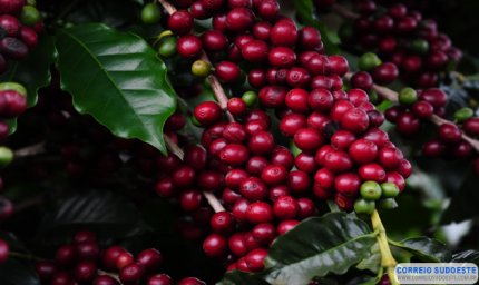 Inscrição para o Concurso de Qualidade dos Cafés de Minas Gerais termina no dia 9 de setembro