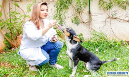 Canabidiol para tratamento de pets - conheça os efeitos e o panorama no Brasil