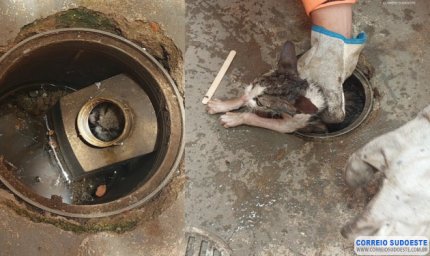 Gatinho “encanado” é resgatado por bombeiros em Guaxupé
