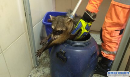 VOLUNTÁRIAS FAZEM CAMPANHA PARA CUSTEAR TRATAMENTO DE GUAXINIM