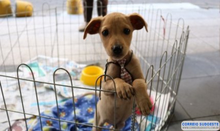 CADASTRO DE PESSOAS E ENTIDADES DE PROTEÇÃO ANIMAL EM MINAS JÁ SUPERA 250 INSCRITOS
