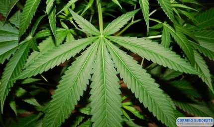 Juiz autoriza plantar maconha para fins medicinais