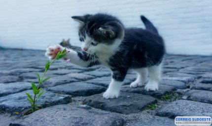 RECEBENDO UM GATINHO EM CASA: DICAS PARA O TUTOR ACERTAR COM SEU NOVO FILHOTE