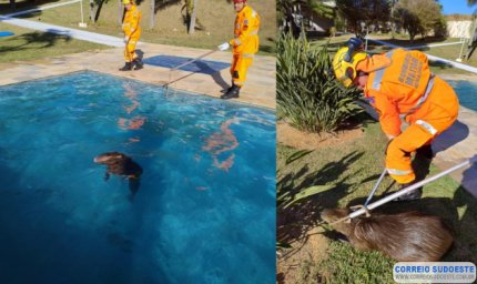 Capivara é resgatada de piscina por Bombeiros em Guaxupé