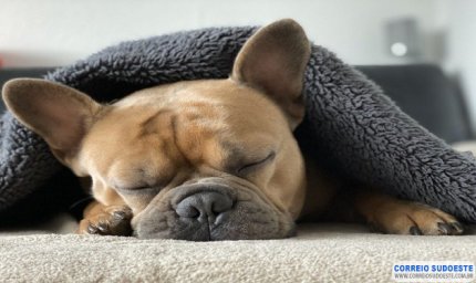 O INVERNO E OS PETS: COMBINAÇÃO PERIGOSA