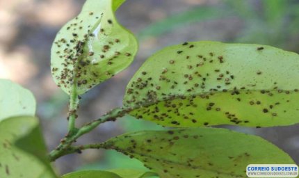 EMATER-MG DIVULGA EM REDES SOCIAIS RECEITAS DE CALDAS PARA CONTROLAR DOENÇAS E PRAGAS EM PLANTAS