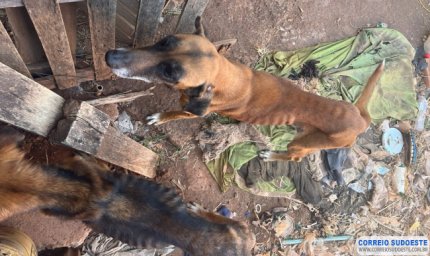 Homem é preso por maus-tratos contra animais em Alfenas