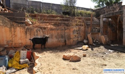 Manter animal acorrentado pode gerar multa acima de R$ 5 mil
