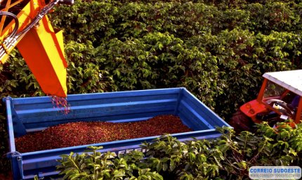 COOXUPÉ REGISTRA AUMENTO NA QUALIDADE DO CAFÉ DA SAFRA 2020