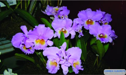 Exposição de Orquídeas começa nesta sexta-feira