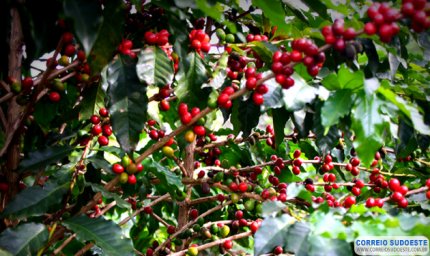 Ladrões furtam café no pé