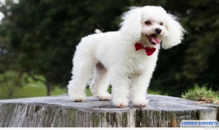 Homem que matou cachorro é condenado